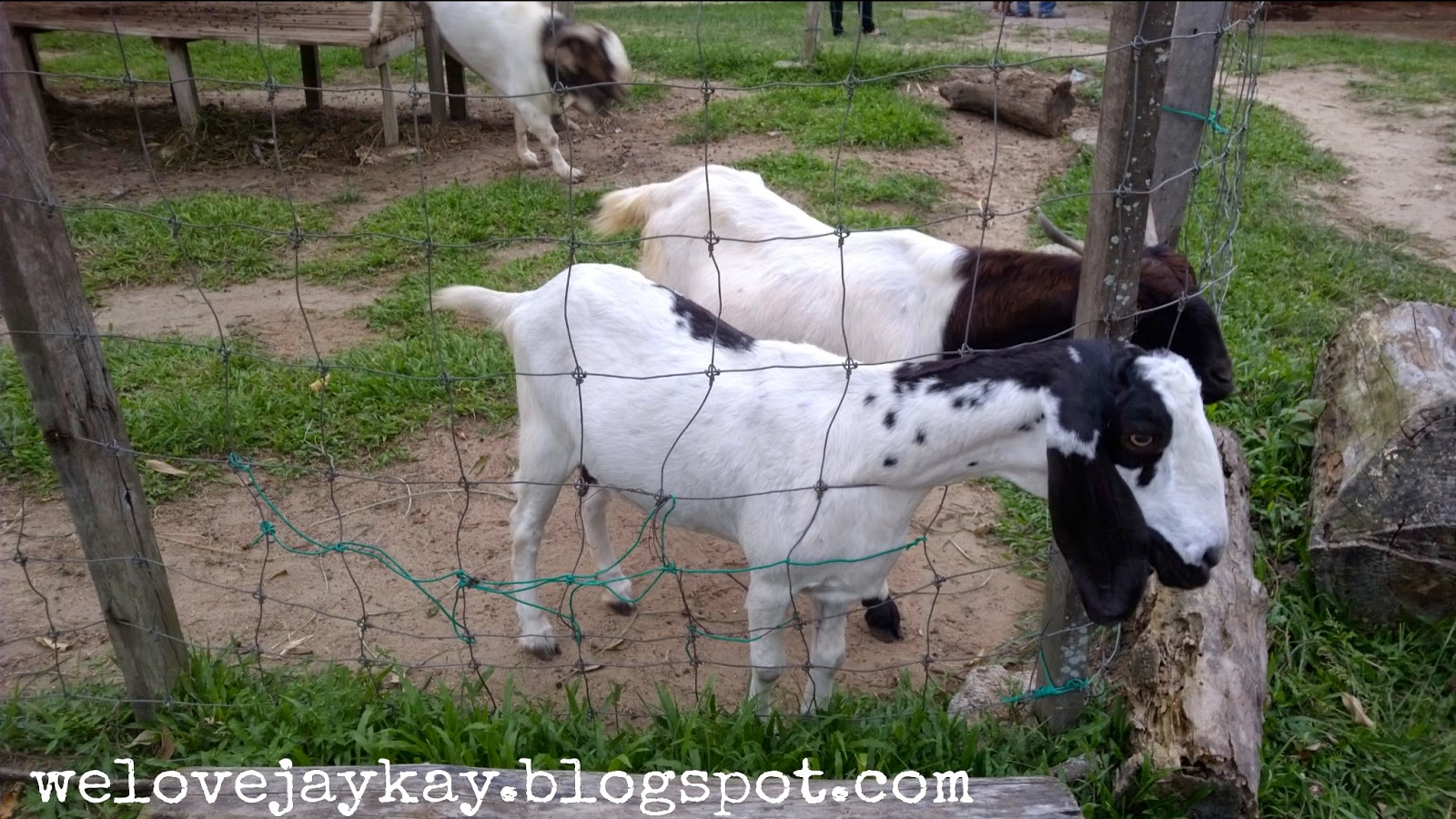 Broga Rabbit Fun Land (Rabbit Farm in Semenyih, Malaysia) 马来西亚兔子乐园